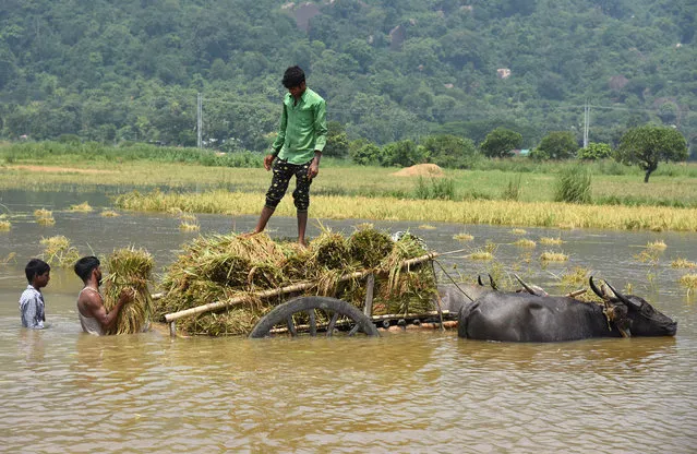 People load their harvested crop onto a buffalo cart in a flooded paddy field at Mayong village in Morigaon district, in the northeastern state of Assam, India June 6, 2017. (Photo by Anuwar Hazarika/Reuters)