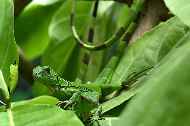 A newly hatched green iguanas rest on foliage in a terrarium at the Chennai Snake Park in Chennai on June 7, 2022. (Photo by Arun Sankar/AFP Photo)