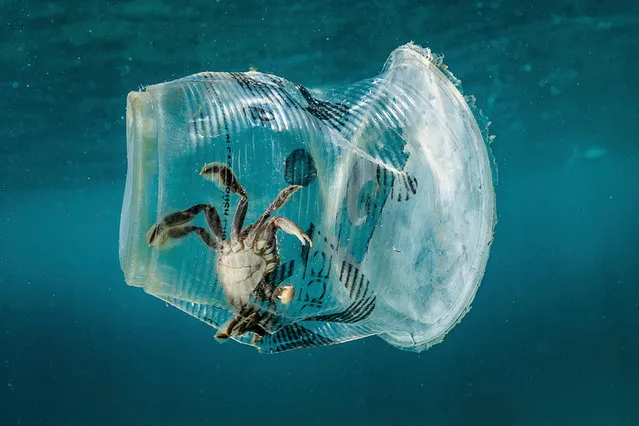 A handout photo made available by Greenpeace shows a crab stuck in plastic in Verde Island Passage, Batangas City, Philippines, 07 March 2019 (issued 12 March 2019). According to a data from the Global Alliance for Incinerator Alternatives (GAIA), Filipinos dispose 163 million pieces of single-use plastic sachets daily. An underwater exploration conducted by Greenpeace in Batangas, Philippines, single-use plastic sachets were found between, beneath, and on the corals and seabed of Verde Island Passage, the epicenter of marine biodiversity in the world. (Photo by Noel Guevara/EPA/EFE/Greenpeace)