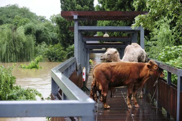 Animals from the Zhongzhou Zoo are tied to a bridge waiting to be transferred to safety areas, as their enclosures are flooded by an overflowing river after heavy rainfalls hit Lanxi, Zhejiang province June 22, 2014. Severe rainstorms in southern China have left at least 26 dead and three others missing. The Ministry of Civil Affairs says 4.9 million people have been affected, Xinhua News Agency reported. (Photo by Reuters/Stringer)