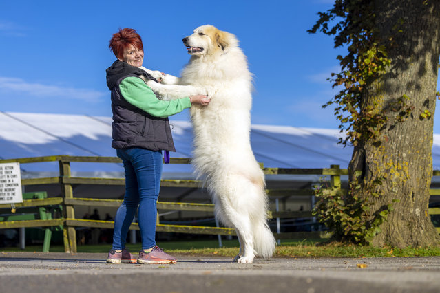 Asta the Pyrenees mountain dog with Louise Birmingham Scenes from the 2024 Darlington Dog Show. Ripon Racecourse, North Yorkshire, UK on September 13, 2024. (Photo by James Glossop/The Times & Sunday Times)