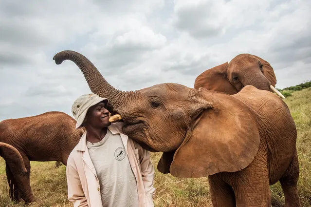 A young orphan elephant called Ndotto on June 10, 2022 in Tsavo East National Park in Kenya is showing his love for keeper Geoffrey, indicative of the close bonds formed at the Trust's orphan units. (Photo by Mia Collie/Sheldrick Wildlife Trust/Solent News & Photo Agency)