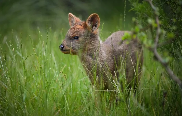 A Chester Zoo handout photo of Selene, a rare pudu farm – the world's smallest species of deer, who has been born at Chester Zoo on July 21, 2014. (Photo by Steve Rawlins/PA Wire/Chester Zoo)