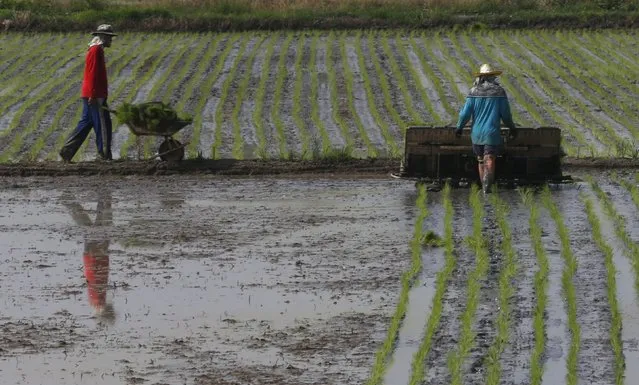 Farmers plant paddy in a rice field in Thailand's Nakhonsawan province August 16, 2015. (Photo by Chaiwat Subprasom/Reuters)