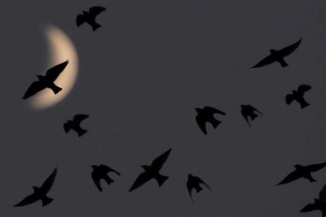 Starlings swarm before roosting for the night as the crescent moon looms overhead, Tuesday, October 8, 2024, in Kansas City, Mo. (Photo by Charlie Riedel/AP Photo)