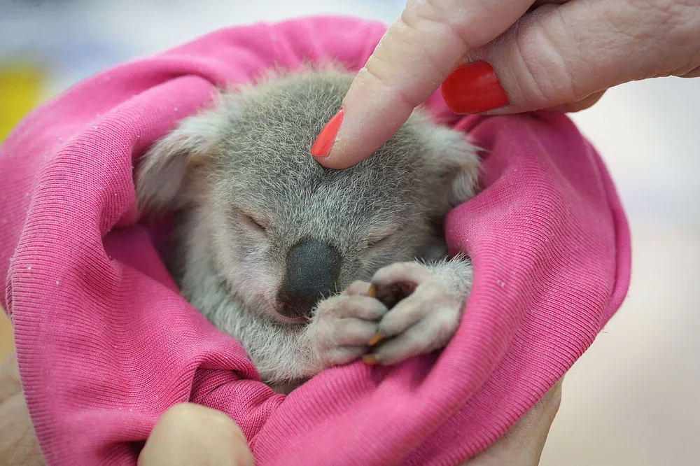 Orphaned Baby Koala