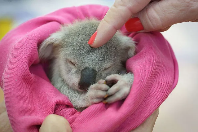 An adorable baby koala is seen enjoying a snooze after a traumatic start to life. The baby koala, nicknamed “Blondie Bumstead”, is being cared for by a volunteer from the Ipswich Koala protection society in Queensland after her mother was killed by a dog. Blondie, who was named for her light fur, was given just a 50-50 chance of pulling through after the attack. (Photo by Jamie Hanson/Newspix/REX Features)