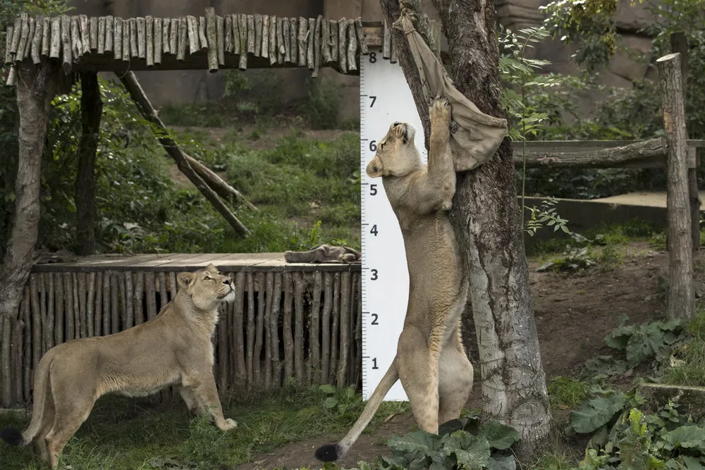 London Zoo’s annual Weigh-in Begins