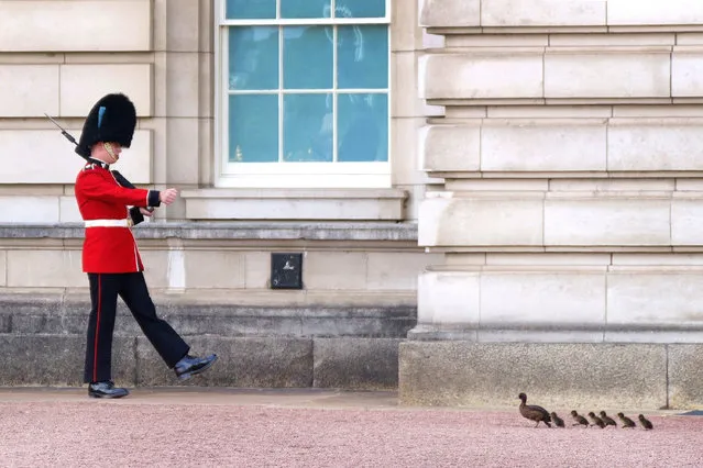 A young family of Tufted ducks run past a soldier from the Queen's Guard on the forecourt of Buckingham Palace during warm weather in London on Sunday, July 17, 2022. (Photo by Victoria Jones/PA Wire)