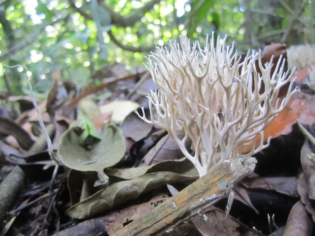 This strange coral-looking specimen is actually a mushroom. The photo, “Beautiful Destroyer”, was taken in the Panamanian tropical rainforest where the mushroom produces nitrogen, an element vital to soil health. (Photo by Sarah A. Batterman)
