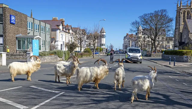 A herd of goats walk the quiet streets in Llandudno, north Wales, Tuesday March 31, 2020. A group of goats have been spotted walking around the deserted streets of the seaside town during the nationwide lockdown due to the coronavirus. (Photo by Pete Byrne/PA Wire via AP Photo)
