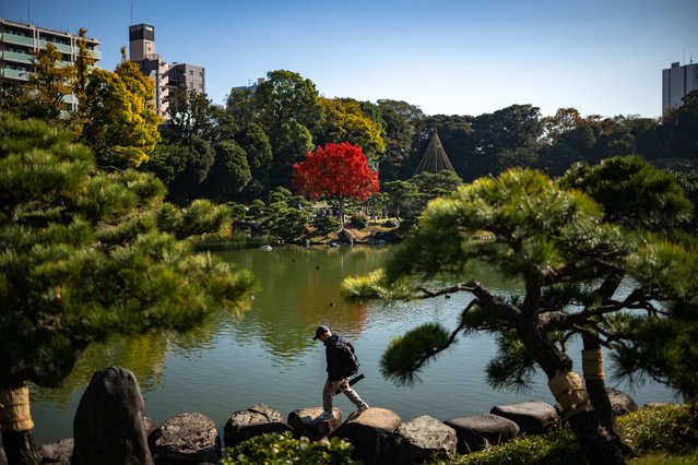A man walks in Kiyosumi Garden in Tokyo on December 3, 2024. Japan has recorded the warmest autumn since records began 126 years ago, the weather agency said, helping push the country's popular autumn foliage season into December. (Photo by Philip Fong/AFP Photo)