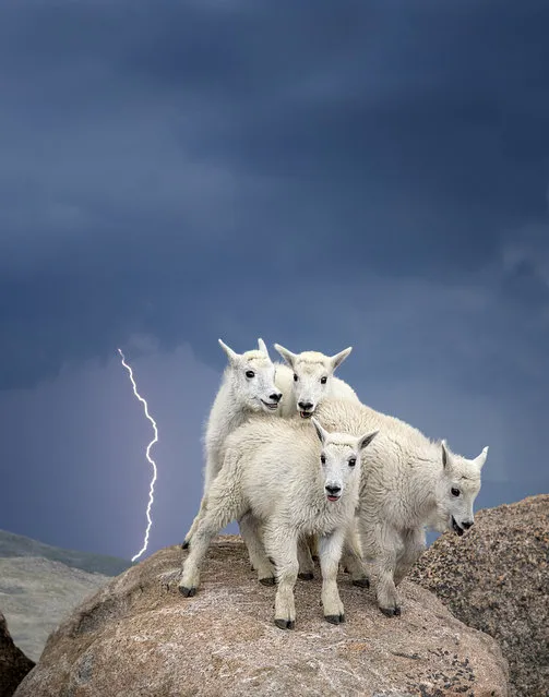 “Mountain Goats, Colorado”. A herd of mountain goats huddle together on top of Mount Evans, Colorado during a lightning storm. This photo was selected out of more than 5,000 entries to go on display in “Wilderness Forever: 50 Years of Protecting America’s Wild Places”, a new photo exhibition at the Smithsonian’s National Museum of Natural History, which will run through summer 2015. (Photo by Verdon Tomajko/Smithsonian Wilderness Forever Photo Contest)