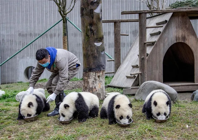 Giant panda cubs are well taken care of by their feeders, who are just like their parents and babysitters, at China Conservation and Research Center for Giant Panda in Gengda town, Wenchuan county, Ngawa Tibetan and Qiang Autonomous Prefecture on April 2, 2020. (Photo by Rex Features/Shutterstock)