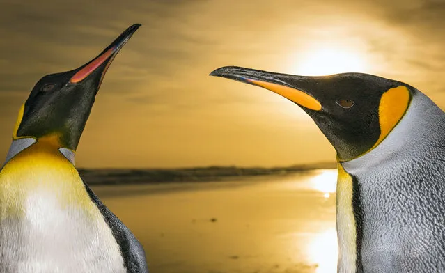 King Penguins marching during sunrise, Falkland Islands. (Photo by Wim van den Heever/Caters News)