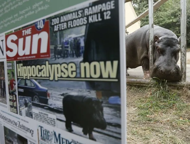 A hippopotamus named Begi stands inside its enclosure behind a poster depicting newspapers with its pictures on front pages at the zoo in Tbilisi, Georgia, September 13, 2015. (Photo by David Mdzinarishvili/Reuters)