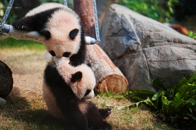 Panda cubs play during a debut ceremony for the 6-month-old twin panda cubs, at the Ocean Park in Hong Kong, China on February 15, 2025. (Photo by Lam Yik/Reuters)