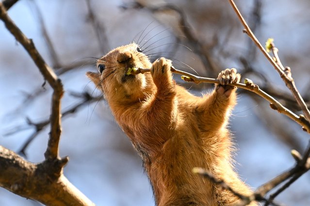 A squirrel is seen on a branch of a tree during daily life at Botanik Park in Ankara, Turkiye on March 188, 2025. (Photo by Muhammed Abdullah Kurtar/Anadolu via Getty Images)