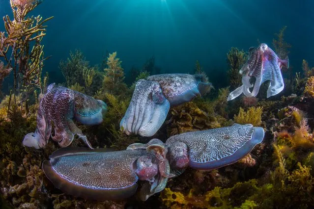 Collective courtship by Scott Portelli, Australia. Thousands of giant cuttlefish gather each winter in the shallow waters of South Australia’s Upper Spencer Gulf for their once-in-a-lifetime spawning. Males compete for territories that have the best crevices for egg‐laying and then attract females with mesmerising displays of changing skin colour, texture and pattern. Rivalry among the world’s largest cuttlefish – up to a metre (3.3ft) long – is fierce, as males outnumber females by up to 11 to one. (Photo by Scott Portelli/2016 Wildlife Photographer of the Year)