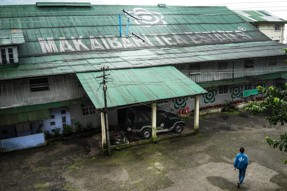 The Making of India’s Most Expensive Tea