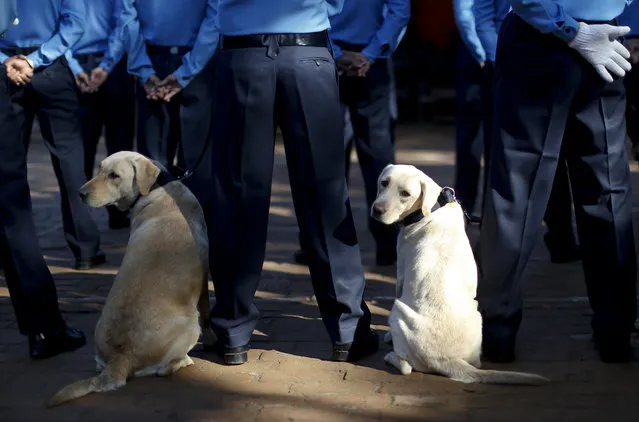 Police dogs look behind during a worship ceremony at Nepal's Central Police Dog Training School as part of the Diwali festival, also known as Tihar Festival, in Kathmandu, Nepal, October 22, 2014. (Photo by Narendra Shrestha/EPA)