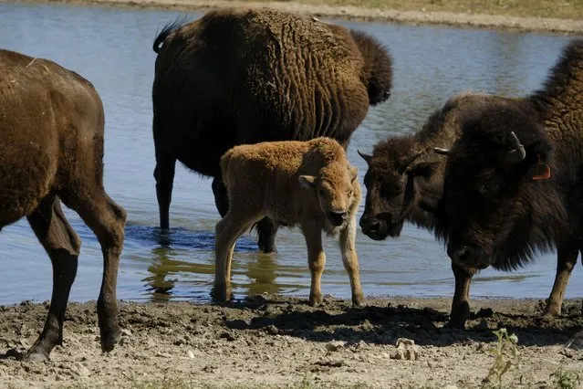 A young bison calf stands in a pond with its herd at Bull Hollow, Okla., on September 27, 2022. The calf is one of the most recent additions born into the Cherokee Nation herd. In Oklahoma, the Cherokee Nation, one of the largest Native American tribes with 437,000 registered members, had a few bison on its land in the 1970s. But they disappeared. It wasn't until 40 years later that the tribe's contemporary herd was begun. (Photo by Audrey Jackson/AP Photo)