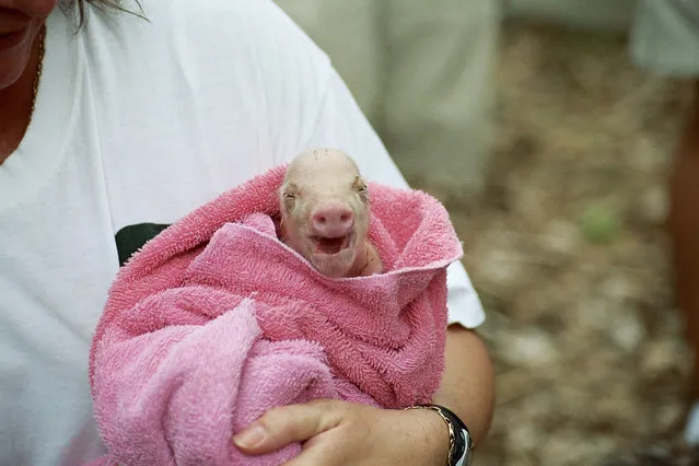 “Piglet (she is just minutes old)”. (Photo by ZGrmy Images)