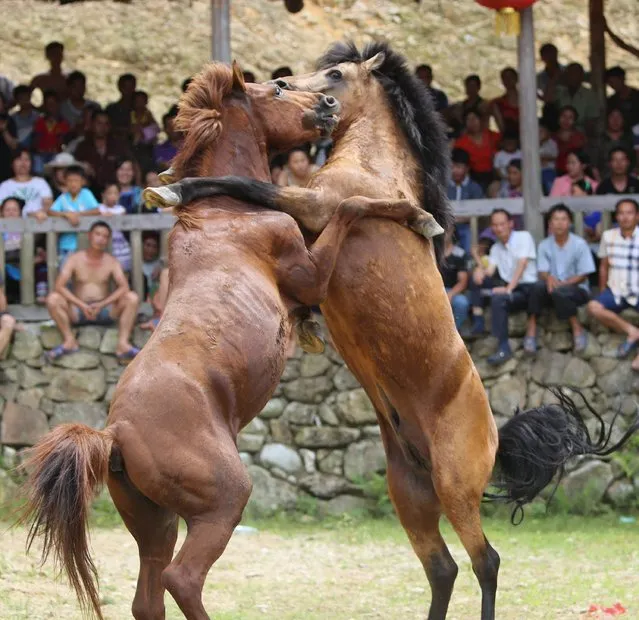 Two horses fight during a Xinhe Festival in Peixiu Village of Antai Township in Rongshui Miao Autonomous County on July 11, 2016 in Liuzhou, Guangxi Zhuang Autonomous Region of China. (Photo by VCG/VCG via Getty Images)