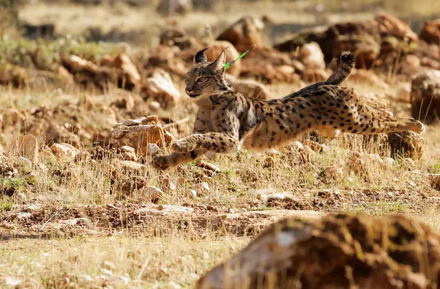 A female Iberian lynx, a feline in danger of extinction, named Solera is released with other four lynxes, as part of the European project “Life LynxConnect” to recover this species in Arana mountain range, in Iznalloz, near Granada, southern Spain on December 19, 2022. (Photo by Jon Nazca/Reuters)