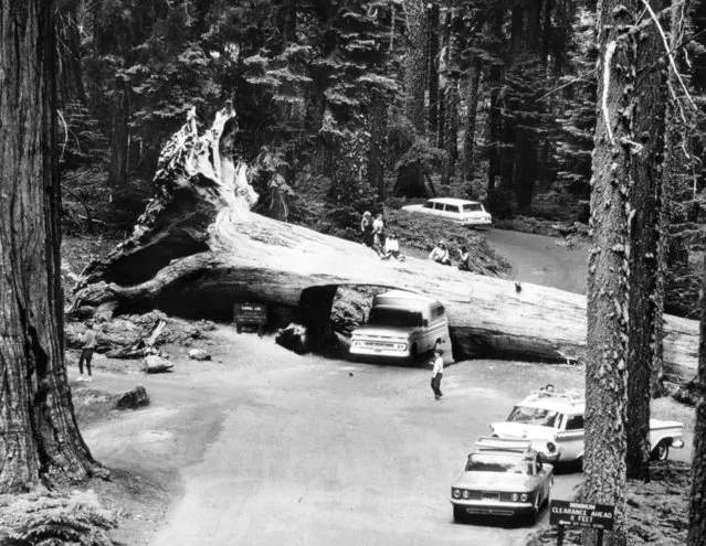 Fallen Giant. Visitors sit atop a redwood in Sequoia National Park while a truck passes through the tunnel burrowed in its trunk after the 275-foot giant fell across the road in 1937, in a scene from America's Wonderlands – The National Parks/1 first National Geographic Society special of the season, Wednesday, October 23 October 04, 1968. (Photo by New York Post/Photo Archives, LLC via Getty Images)