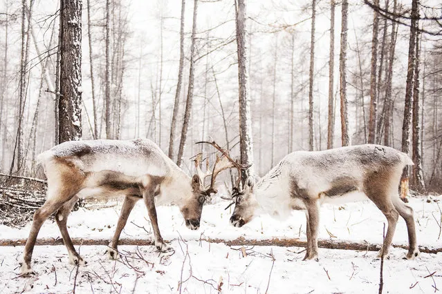 Runner-up. “October in Mongolia, and I was staying with reindeer herders. On the day of a snow storm the reindeer were being sorted to go to the mountains. As these two started to face off, I crept closer and waited till they started to butt heads”. MICK RYAN, JUDGE: “Snowy winter images can be particularly romantic and keen photographers rush out when the snow starts to fall. This is technically faultless; well composed, sharp focus on the reindeer with an out-of-focus woodland background. Makes you want to go for a walk in the snowy woods”. (Photo by Eloise Campbell/The Guardian)