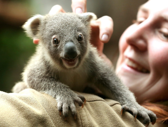The six-months-old female koala cub holds on to the back of zoo keeper Lena at the zoo in Duisburg, Germany, 23 October 2015. The yet unnamed baby weighs 580 grams. (Photo by Roland Weihrauch/EPA)