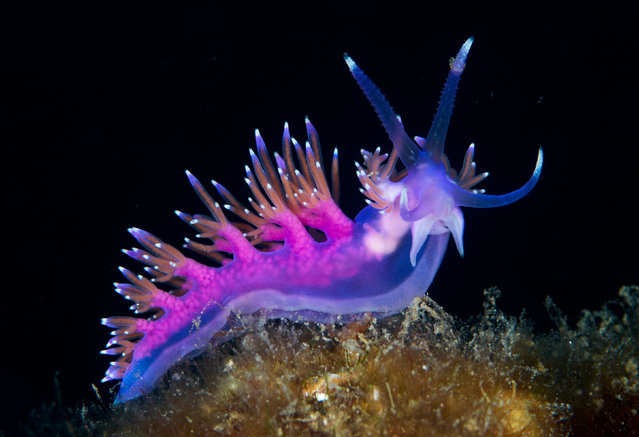 A close view of a Mediterranean sea slug near La Herradura, Spain. (Photo by A. Martin UW Photography/Getty Images)