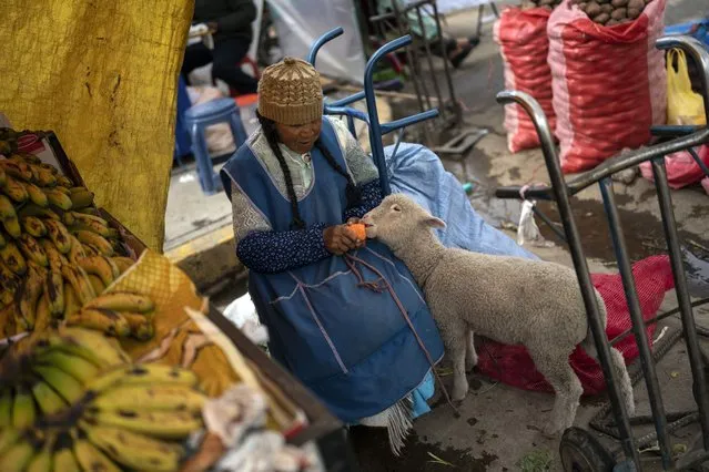 A vegetable vendor feeds a carrot to her lamb while waiting for customers at a popular food market in Puno, Peru, Sunday, January 29, 2023. Peruvians have found ways to manage their daily lives even as police and protesters clash across the country amid political turmoil over the removal of former President Pedro Castillo who was later arrested for trying to dissolve Congress. (Photo by Rodrigo Abd/AP Photo)