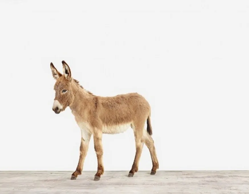 Sharon Montrose's Animal Prints on Display