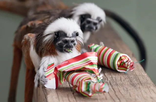 A Cotton-Top Tamarin inspects it Christmas cracker as they discover some gift-wrapped food treats and other tasty decorations in their exhibit at Taronga Zoo, in Sydney on December 9, 2014. (Photo by William West/AFP Photo)