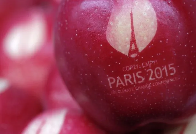An apple marked with the logo of the World Climate Change Conference 2015 (COP21) is seen in this illustration picture at Laquenexy Fruit Gardens, near Metz, eastern France, November 3, 2015. These branded apples will be offered to representatives of each country during the UN Climate Change Conference in Le Bourget, near Paris, from November 30 to December 11. (Photo by Christian Hartmann/Reuters)