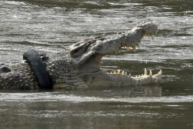 A crocodile with a motorbike tyre around its neck is seen in a river in Palu, Central Sulawesi province on December 7, 2020, months after Australian television presenter and crocodile expert Matthew Nicholas Wright failed to trap it to remove the tyre. (Photo by Muhammad Rifki/AFP Photo)