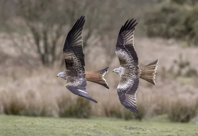 Red kites at the Red Kite Feeding Station near Castle Douglas, Dumfries and Galloway in November 2020. (Photo by William Dickson/South West News Service)