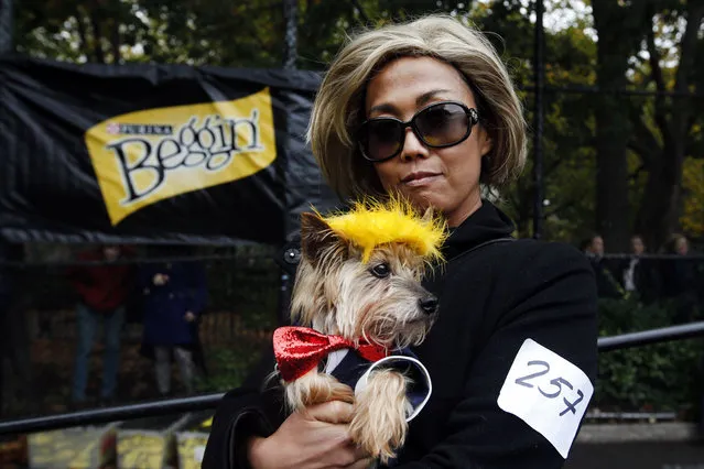 Kathy Lee and her Yorkie Freddy pose as Hillary Clinton and Donald Trump at the Tompkins Square Halloween Dog Parade presented by Purina Beggin' and PetSmart, Saturday, October 22, 2016 in New York. (Photo by Jason DeCrow/Invision for Purina Beggin and PetSmart/AP Images)