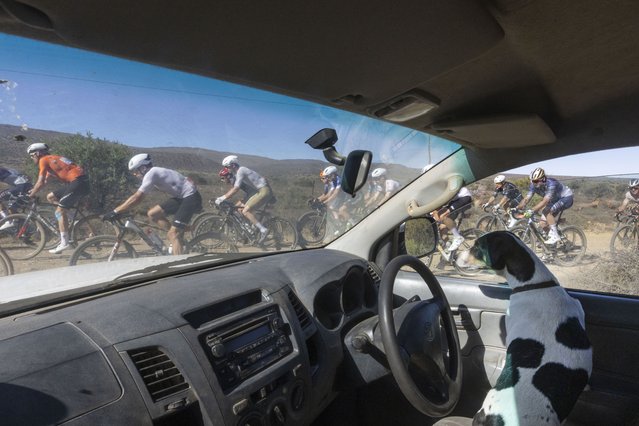 A dog watches from a truck as the men's professional peloton competes during the third stage of the inaugural Gravel Burn stage race over 90km from Graff Reinet to Blaauwater, South Africa, 28 October 2025. The Gravel Burn is a seven-days, 800km full-service gravel stage race through South Africa's Karoo area with professional riders racing with amateurs in a fully-serviced race. (Photo by Kim Ludbrook/EPA)