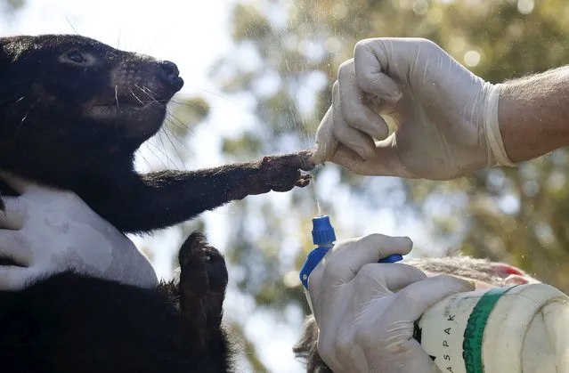A Tasmanian Devil named Irene has her paws sprayed with disinfectant by operations manager Mike Drinkwater as she is prepared as part of a shipment of healthy and genetically diverse devils to the island state of Tasmania, from the Devil Ark sanctuary in Barrington Tops on Australia's mainland, November 17, 2015. (Photo by Jason Reed/Reuters)
