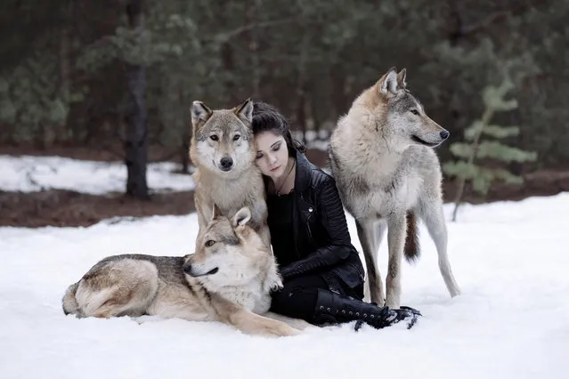 “Victoriya with wolves”. The photos were taken just outside Moscow... (Photo by Olga Barantseva/Caters News Agency)