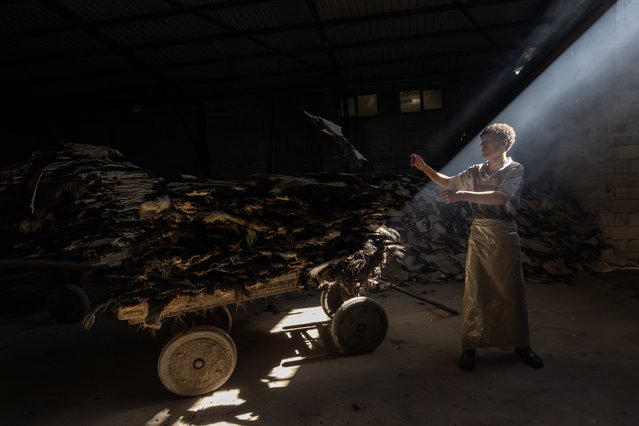 Sheep, goat, cattle, and buffalo hides brought from different provinces of Turkiye to Gaziantep are processed in the city's tanneries, turning into durable and ready-to-use leather on September 13, 2025. In storage facilities, the hides are first shaved, then washed and cleaned in large machines. The hides are dyed with various colors and, after the drying stage, they undergo tanning. Once tanned, the leather is pressed in machines and delivered to craftsmen to be used in the production of Gaziantep's traditional handicrafts, especially yemeni shoes, as well as bags, belts, and many other leather products. Each stage of the process relies on a specific division of labor, with storage, shaving, washing, dyeing, drying, and pressing carried out by different masters. The tanneries of Gaziantep not only form the heart of the city's long-established leather industry but also supply raw materials to hundreds of businesses in the region. (Photo by Nurettin Boydak/Anadolu via Getty Images)
