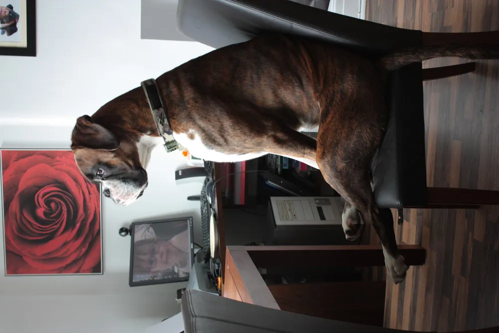 In Focus – Doggies!