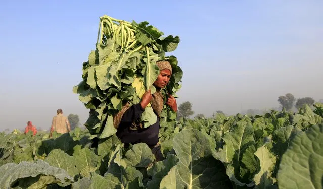 Women collect cauliflower harvested from a field outside Faisalabad, Pakistan November 24, 2015. (Photo by Fayyaz Hussain/Reuters)