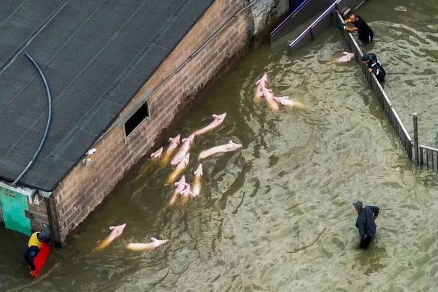 An aerial view shows farmers gathering pigs to transport them away from their flooded enclosure at a pig farm in the town of Lugo on May 18, 2023, after heavy rains caused flooding across Italy's northern Emilia Romagna region. The death toll from floods that devastated an area of northeastern Italy rose to 11 on May 18 after the bodies of two more people were found. (Photo by Andreas Solaro/AFP Photo)