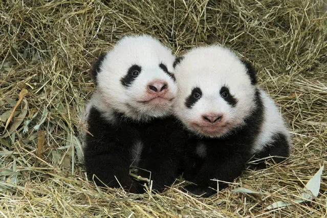 Giant Panda twin cubs which were born on August 7, 2016, are seen in this handout photograph dated October 27, 2016, released on November 3, 2016, at Schoenbrunn Zoo in Vienna, Austria. (Photo by Daniel Zupanc/Reuters/Schoenbrunn Zoo)