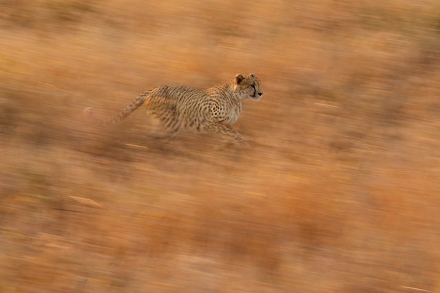 “Motion”. While on safari in Kruger National Park we watched a coalition of four male cheetahs crossing the plain. This one got distracted and fell behind. Once he noticed the others were gone, he sprinted to catch up. I caught him nicely with a slow shutter pan. Location: Kruger National Park, South Africa. (Photo and caption by Doug Croft/National Geographic Traveler Photo Contest)