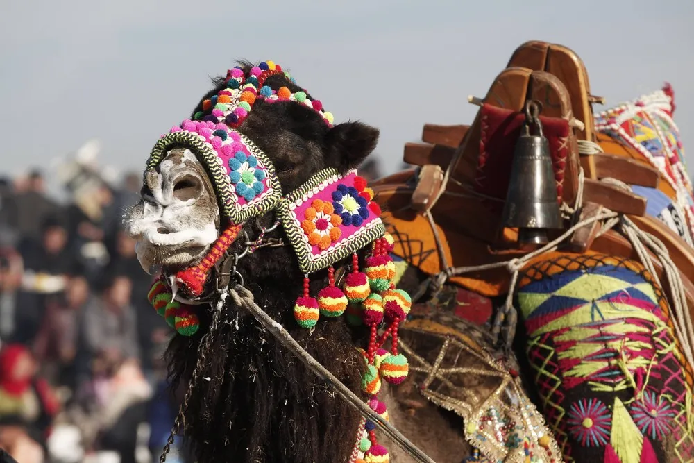 The Selcuk-Efes Camel Wrestling Festival in Turkey